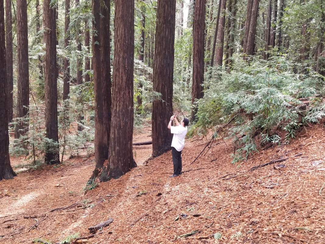 The Redwood Regional Park and a person taking a picture of a tree